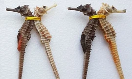 Pháp thu 2.000 con cá ngựa trên đường về Việt Nam