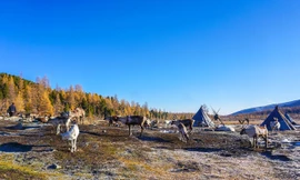 Xứ sở của bộ lạc tuần lộc. Ảnh: NVCC