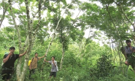 Người A Rem xem rừng sưa như báu vật