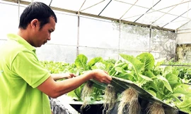 Rau khí canh ở Langbiang Farm.