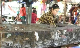 Người dân Đồng Tháp Mười kiếm tiền triệu mỗi mùa từ nghề “SBC”.