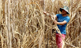 Mía quá lứa, khô héo nằm chờ thu mua.