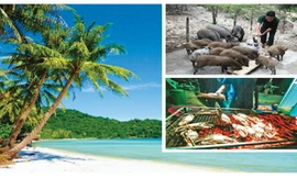 Sinh hoạt của Robinson trên đảo Thiên Đường.