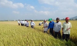 Khánh Hòa bỏ gần 2/3 diện tích lúa vụ hè thu