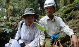 Sâm quý nhất mới chỉ để làm nước uống