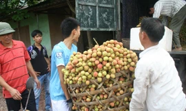 Thu mua vải thiều năm 2015 tại huyện Lục Ngạn, Bắc Giang.