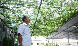 Ông Ở bên vườn nho sắp đến ngày thu hoạch. Ảnh: Ngô Tùng.