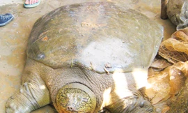 Cá thể rùa Hoàn Kiếm ở hồ Đồng Mô được cứu hộ năm 2008. Ảnh: ATP.