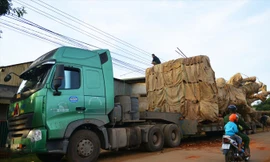 Cây khủng chụp ngày 19/12/2017 tại xã Ea Hồ huyện Krông Năng, Đắk Lắk. Ảnh: Hoàng Thiên Nga.