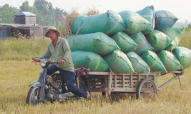 Nông dân tỉnh Đồng Tháp dùng xe máy kéo nông sản 