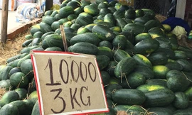 Dưa hấu 1.000 đồng/kg vẫn ế, nông dân điêu đứng