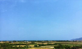 Ruộng tỏi Ninh Hòa. Ảnh: Lâm Chiêu Tranh.