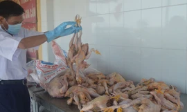 Số gà thối bị bắt tại trạm kiểm dịch động vật Thủ Đức.