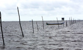Bãi nghêu tự nhiên ven biển Mũi Cà Mau bị bao ví nuôi nghêu, gây bức xúc dân nghèo.