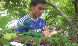 Hoàng Xuân Hòa bên những cây na lúc lỉu quả