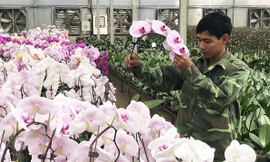 Công ty Trường Hoàng nhập nhiều giống lan hồ điệp mới.