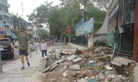 Nhếch nhác nơi cây đổ