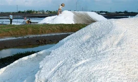 Muối đầy ruộng ở Đông Hải, Bạc Liêu. Ảnh: Gia Thọ