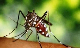 Tạo ra muỗi biến đổi gene kháng sốt rét