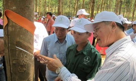 Hướng dẫn, đánh giá chất lượng mủ cao su.