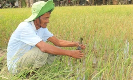 Nông dân khốn đốn vì lúa nhiễm mặn