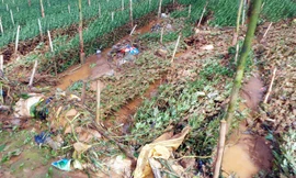 Vườn hoa cúc ngã rạp do mưa lũ