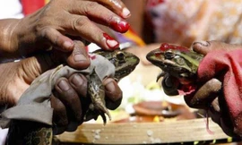 Đám cưới ếch.