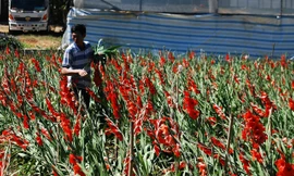 Vườn lay ơn nở rộ trước Tết hơn 2 tuần.