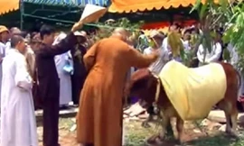 Quy y cho bò tại khuôn viên chùa Pháp Hải. Nguồn: Internet