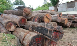 Gỗ mua thanh lý của Phượng “râu” được tập kết hai bên quốc lộ 14C.