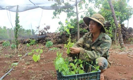 Gốc rau bò khai anh Dũng nhờ đào trên núi đá.