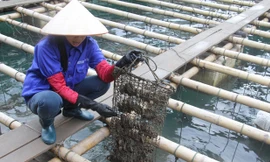 Chị Nguyễn Thị Thanh giải thích công đoạn chăm sóc đặc biệt trước khi cấy ngọc.