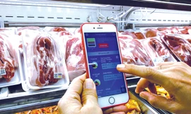 Đeo vòng truy xuất cho lợn để đối phó