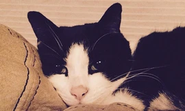 Chú mèo Mister Boo.