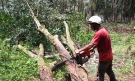 Cắt gỗ cây cao su cần thanh lý bán đấu giá.