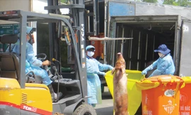 Chuẩn bị tiêu hủy heo “an thần” ở bãi rác Đông Thạnh.