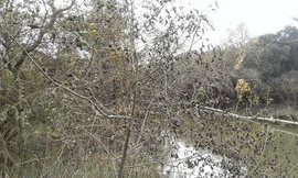 Vụ rò rỉ khí amoniac suýt gây thảm họa môi trường