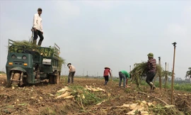 Thu gom củ cải lên xe để mang đi tiêu hủy.