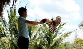 Chim săn mồi phát hiện, săn mồi nhanh hơn tia chớp.