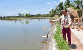 Bà Nguyễn Thị Bích Vân cho tôm ăn. Ảnh: Hòa Hội