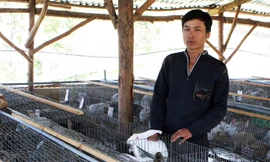 Anh Nguyễn Văn Dũng giàu kinh nghiệm nuôi thỏ.