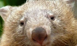 Gấu túi chết vì nhớ khách du lịch