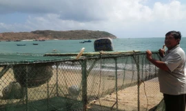 Người dân xã Nhơn Hải đang lao đao vì tôm hùm rớt giá