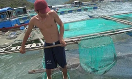 Cá ở vịnh Vân Phong chết do 'tảo nở hoa'