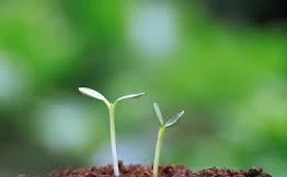 Hãy gieo mầm thiện để đón nhận quả ngọt. Ảnh nguồn internet.