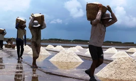 Hàng trăm nghìn tấn muối Bạc Liêu đang tồn đọng.