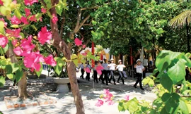 Hoa giấy trên đảo Sinh Tồn. Ảnh: Trường Phong