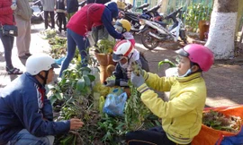 Gần tết, nhiều khách mua lan rừng