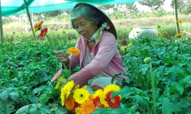 Cận Tết nhưng vườn hoa của bà Hồ Thị Phi (ấp Vĩnh Yên, xã Long Đức, thành phố Trà Vinh) vẫn nở rất ít . Ảnh: D.Hiền