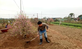 Người dân Nhật Tân đang chăm sóc cây đào. Ảnh: Đinh Tuấn.